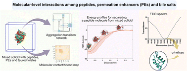 Graphical abstract: Revealing the interaction between peptide drugs and permeation enhancers in the presence of intestinal bile salts