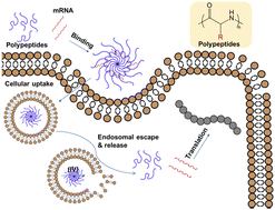 Graphical abstract: Development of polypeptide-based materials toward messenger RNA delivery