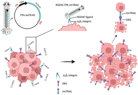 Graphical abstract: Bacteriophage-based particles carrying the TNF-related apoptosis-inducing ligand (TRAIL) gene for targeted delivery in hepatocellular carcinoma