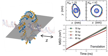 Graphical abstract: Structure and dynamics of double-stranded DNA rotaxanes