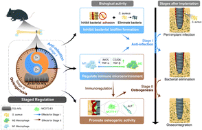 Graphical abstract: Ion-incorporated titanium implants for staged regulation of antibacterial activity and immunoregulation-mediated osteogenesis