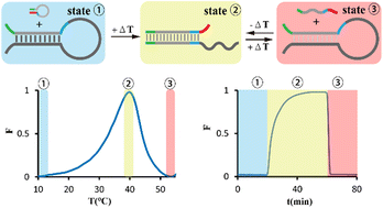 Graphical abstract: Multimode adaptive logic gates based on temperature-responsive DNA strand displacement