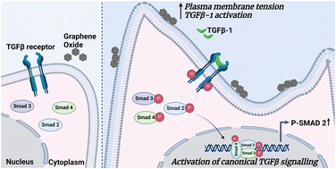 Graphical abstract: Graphene oxide activates canonical TGFβ signalling in a human chondrocyte cell line via increased plasma membrane tension