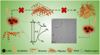 Graphical abstract: Novel photocatalytic carbon dots: efficiently inhibiting amyloid aggregation and quickly disaggregating amyloid aggregates