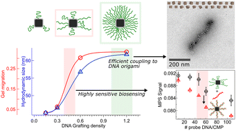 Graphical abstract: Cooperative dynamics of DNA-grafted magnetic nanoparticles optimize magnetic biosensing and coupling to DNA origami