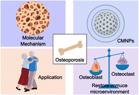 Graphical abstract: Cell membrane coated nanoparticles: cutting-edge drug delivery systems for osteoporosis therapy