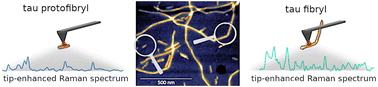 Graphical abstract: Tip-enhanced Raman spectroscopy reveals the structural rearrangements of tau protein aggregates at the growth phase