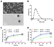 Graphical abstract: Anti-tumor effect of pH-sensitive drug-loaded nanoparticles optimized via an integrated computational/experimental approach