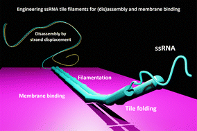 Graphical abstract: Engineering ssRNA tile filaments for (dis)assembly and membrane binding