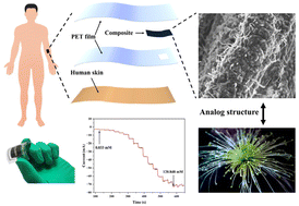 Graphical abstract: Electrochemical control of the morphological evolution of PEDOT on a Ni–Co(OH)2/carbon cloth surface to modulate the performance of wearable H2O2 sensors