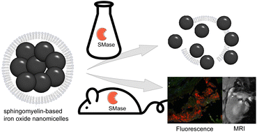 Graphical abstract: Sphingomyelinase-responsive nanomicelles for targeting atherosclerosis