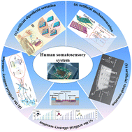 Graphical abstract: Human somatosensory systems based on sensor-memory-integrated technology