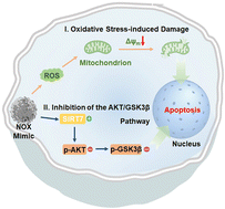 Graphical abstract: A NAD(P)H oxidase mimic for catalytic tumor therapy via a deacetylase SIRT7-mediated AKT/GSK3β pathway