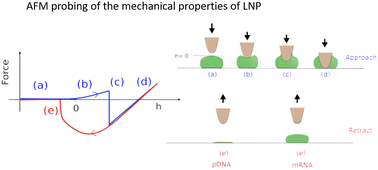 Graphical abstract: The mechanical properties of lipid nanoparticles depend on the type of biomacromolecule they are loaded with