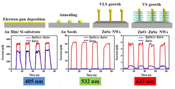 Graphical abstract: Rational design of comb-like 1D–1D ZnO–ZnSe heterostructures toward their excellent performance in flexible photodetectors