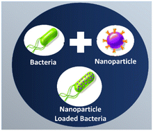 Graphical abstract: Breaking barriers in cancer treatment: nanobiohybrids empowered by modified bacteria and vesicles