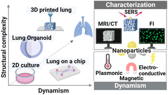 Graphical abstract: Dynamic 3D in vitro lung models: applications of inorganic nanoparticles for model development and characterization
