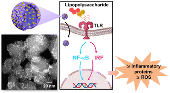 Graphical abstract: A gold nanocluster/MIL-100(Fe) bimodal nanovector for the therapy of inflammatory disease through attenuation of Toll-like receptor signaling