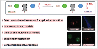Graphical abstract: Sensitive hydrazine detection and quantification with a fluorescent benzothiadiazole sensor: selective lipid droplets and in vivo imaging