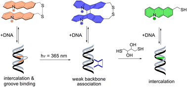 Graphical abstract: Switching between DNA binding modes with a photo- and redox-active DNA-targeting ligand