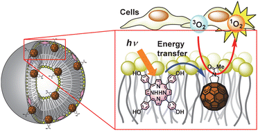 Graphical abstract: Improvement in photodynamic activity by a porphyrin–fullerene composite system in lipid membranes