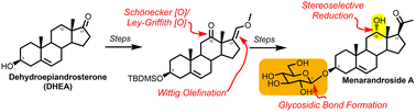 Graphical abstract: Synthesis of menarandroside A from dehydroepiandrosterone