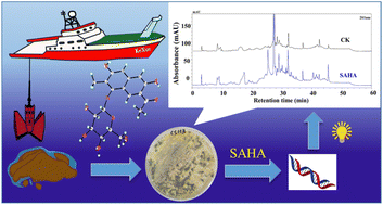 Graphical abstract: Antimicrobial polyketides and sesquiterpene lactones from the deep-sea cold-seep-derived fungus Talaromyces minioluteus CS-113 triggered by the histone deacetylase inhibitor SAHA