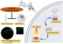 Graphical abstract: Imaging of mitochondria/lysosomes in live cells and C. elegans