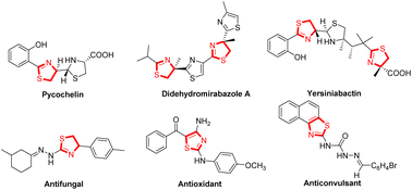 Graphical abstract: Access to thiazoline and spiro[indoline-3,3′-thiophene] scaffolds via a formal [3 + 2] annulation reaction of crotonate-derived sulfur ylides and β-ketothioamides
