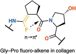 Graphical abstract: A fluoro-alkene mimic of Gly-trans-Pro produces a stable collagen triple helix