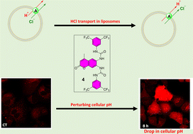 Graphical abstract: A potent fluorescent transmembrane HCl transporter perturbs cellular pH and promotes cancer cell death