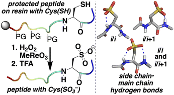 Graphical abstract: Synthesis and conformational preferences of peptides and proteins with cysteine sulfonic acid