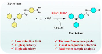 Graphical abstract: A triphenylamine-based fluorescent probe with phenylboronic acid for highly selective detection of Hg2+ and CH3Hg+ in groundwater