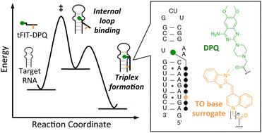 Graphical abstract: Kinetic analysis of highly effective triplex formation between a small molecule–peptide nucleic acid conjugate probe and the influenza A virus RNA promoter region at neutral pH