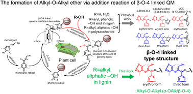 Graphical abstract: Formation of lignin alkyl-O-alkyl ether structures via 1,6-addition of aliphatic alcohols to β-O-4-aryl ether quinone methides