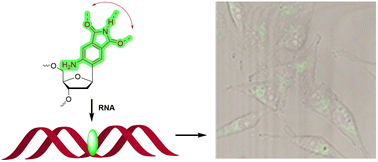 Graphical abstract: Aminophthalimide as a mimetic of purines and a fluorescent RNA base surrogate for RNA imaging