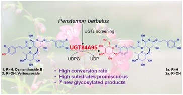 Graphical abstract: Identification of a highly promiscuous glucosyltransferase from Penstemon barbatus for natural product glycodiversification