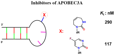 Graphical abstract: Seven-membered ring nucleobases as inhibitors of human cytidine deaminase and APOBEC3A