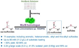 Graphical abstract: Kinetic resolution of sulfoxides with high enantioselectivity using a new homologue of methionine sulfoxide reductase B