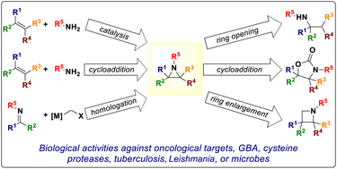 Graphical abstract: Recent advances in the accessibility, synthetic utility, and biological applications of aziridines