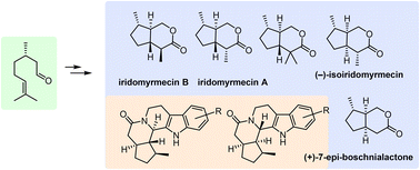 Graphical abstract: From citronellal to iridoids: asymmetric synthesis of iridoids and their analogues via organocatalytic intramolecular Michael reactions