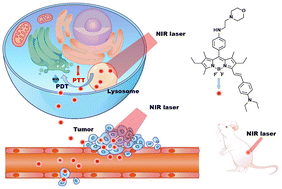 Graphical abstract: A near-infrared and lysosome-targeted BODIPY photosensitizer for photodynamic and photothermal synergistic therapy