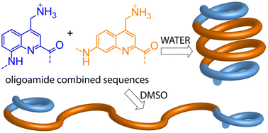 Graphical abstract: Combining local conformational preferences and solvophobic effects in helical aromatic oligoamide foldamers