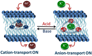 Graphical abstract: Small molecule-derived pH-gated ion transporters