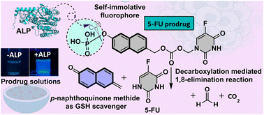 Graphical abstract: Alkaline phosphatase (ALP) activatable small molecule-based prodrugs for cancer theranostics