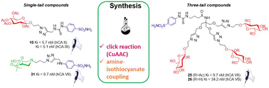 Graphical abstract: Mono- and three-tailed sugar and iminosugar decorated benzenesulfonamide carbonic anhydrase inhibitors