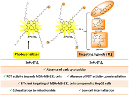 Graphical abstract: Development of targeted photodynamic therapy drugs by combining a zinc phthalocyanine sensitizer with TSPO or EGFR binding groups: the impact of the number of targeting agents on biological activity