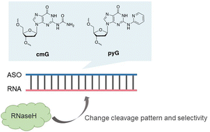 Graphical abstract: Alteration of target cleavage patterns and off-target reduction of antisense oligonucleotides incorporating 2-N-carbamoyl- or (2-pyridyl)guanine
