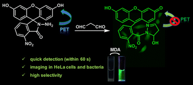 Graphical abstract: A fluorescein-based fluorescent probe for fast detection of malondialdehyde and its imaging study