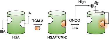 Graphical abstract: Human serum albumin-based supramolecular host–guest boronate probe for enhanced peroxynitrite sensing